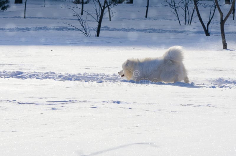 White cheerful dog runs in the winter on the snow in the park.