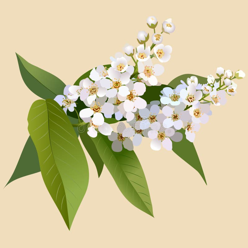 White cherries flowers with leaves and bud