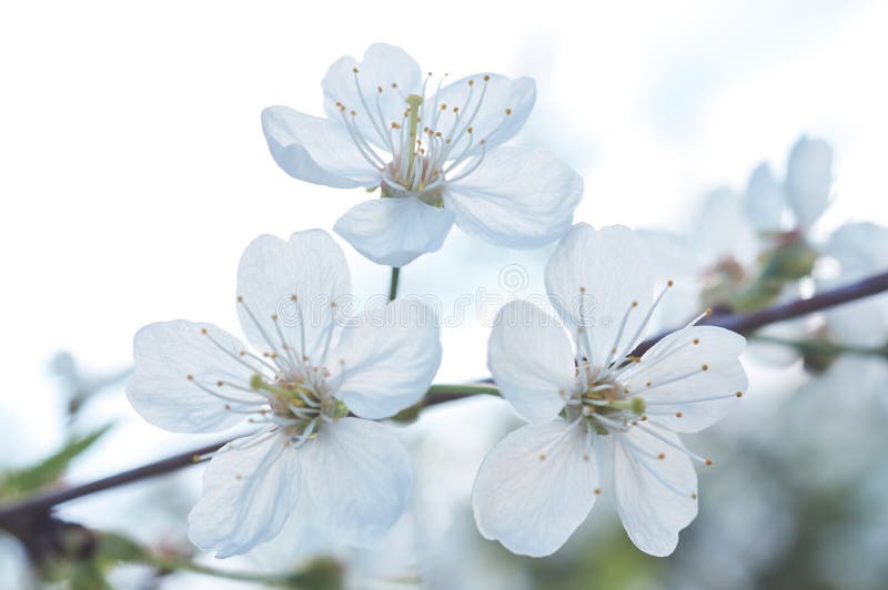 White cherry blossom stock image. Image of blossom, freshness 71197817