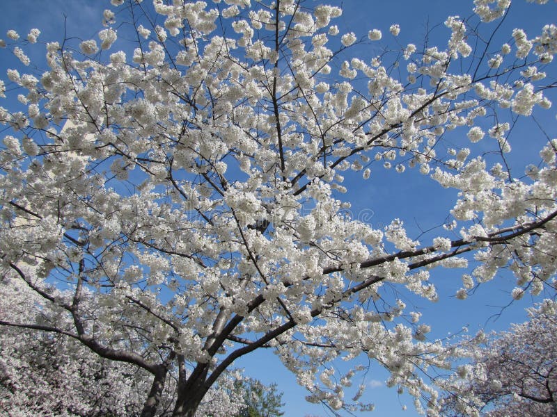 White Cherry Blossom Tree stock photo. Image of washingtondc 43352008