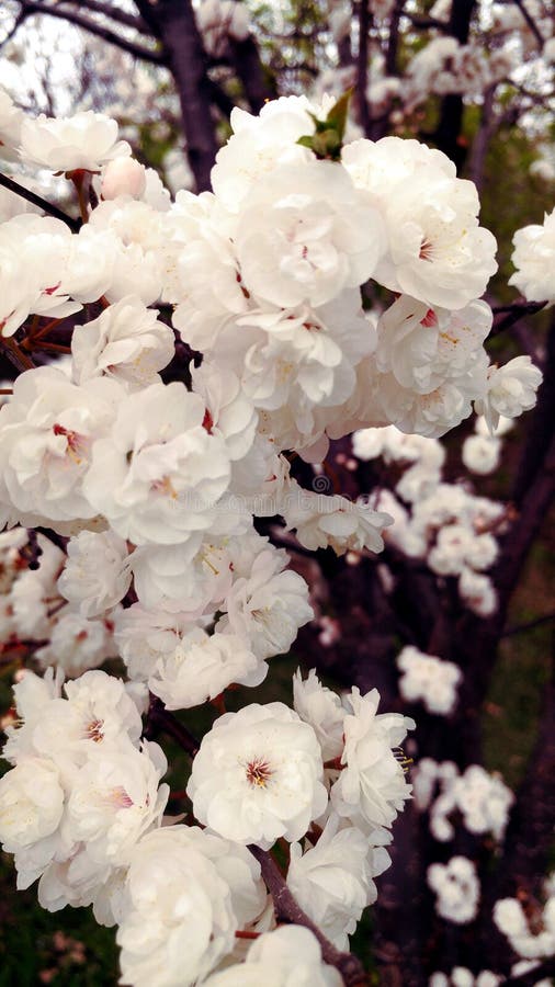 White Cherry Blossom Tree Branch Stock Image Image of bloom, blossom