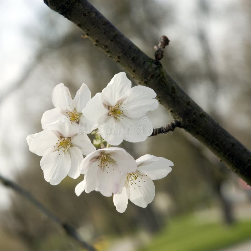 White cherry blossoms stock image. Image of cherry, garden 90334561