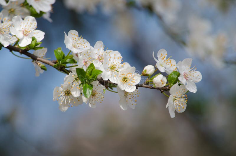 White cherry blossoms stock image. Image of japan, outdoor 68638035