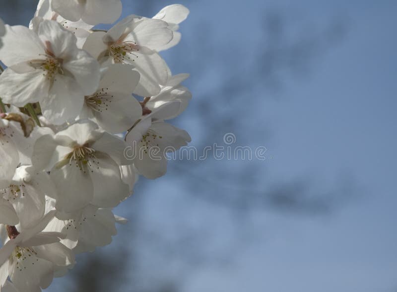 White cherry blossoms stock image. Image of blossoms 90520343