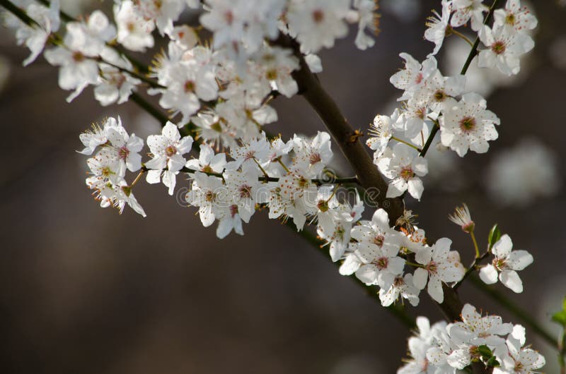 White cherry blossoms stock photo. Image of blossoms 68638282
