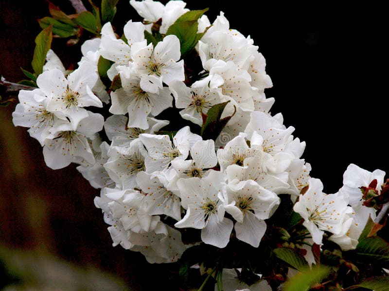 White cherry blossoms stock image. Image of natural, nature 81090143