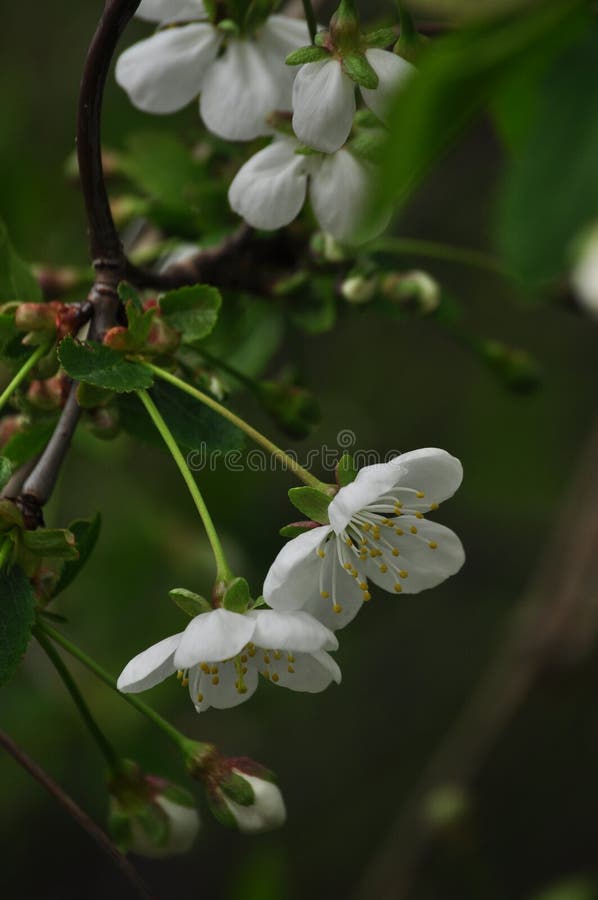White Cherry Blossoms Grow in Spring Stock Photo Image of tree