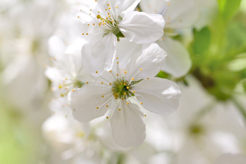 White cherry blossoms stock image. Image of natural, detail 64430733