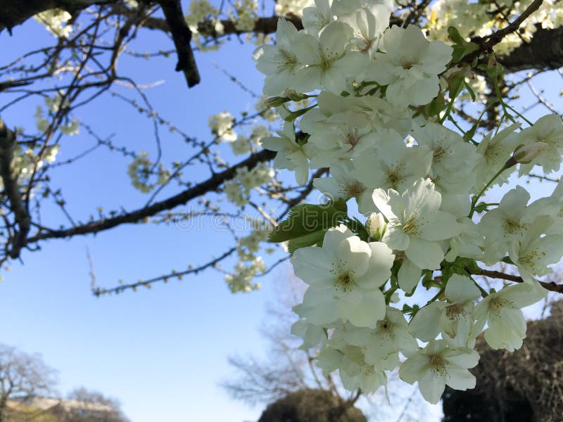 White cherry blossoms stock image. Image of blossoms 94126417