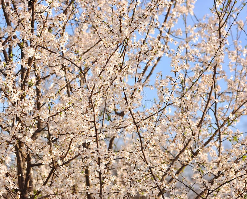 White Cherry Blossoms In Spring Sun Stock Image Image of meadow