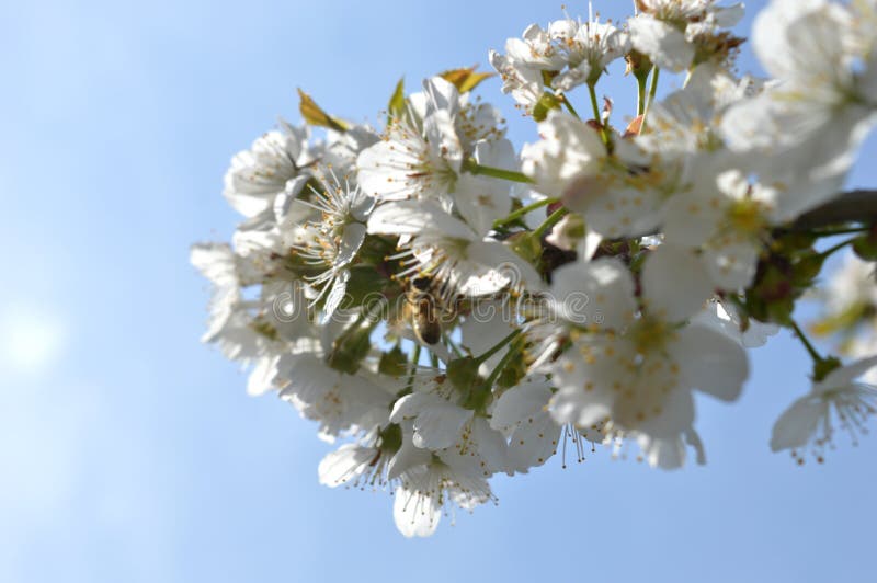 White cherry blossoms stock image. Image of white, blossoms 144414587