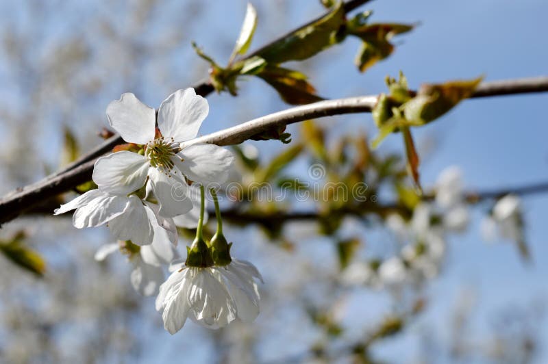 White cherry blossoms stock photo. Image of cherry, nature 144414732
