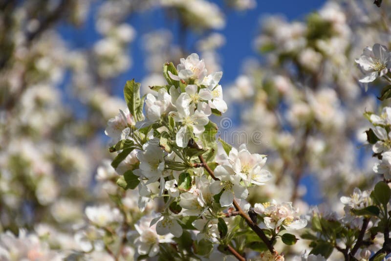 White Cherry Blossoms Up Close and Flowering Stock Photo Image of