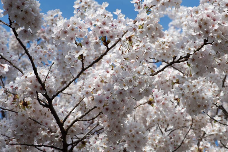 White Cherry Blossom Tree in Bloom Stock Photo Image of blossom
