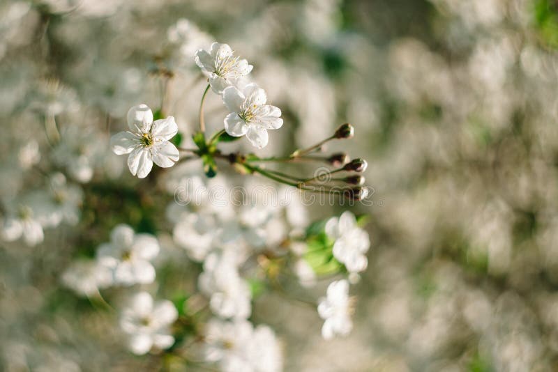 White cherry flowers close up with beautiful bokeh on background