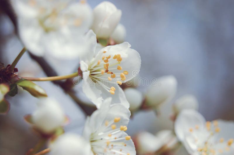 White cherry flowers with soft blue background with shallow depth and soft focus royalty free stock photography