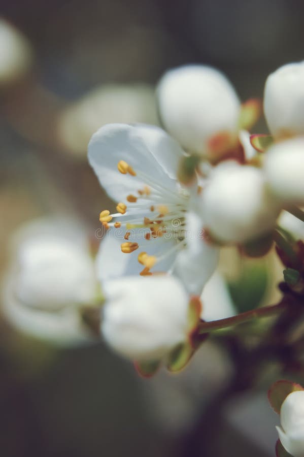 White cherry flowers with soft grey background with shallow depth and soft focus stock images