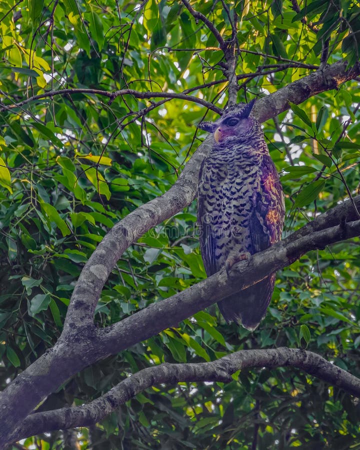 A White Chested Owl stock photo. Image of asia, plumage - 284907368