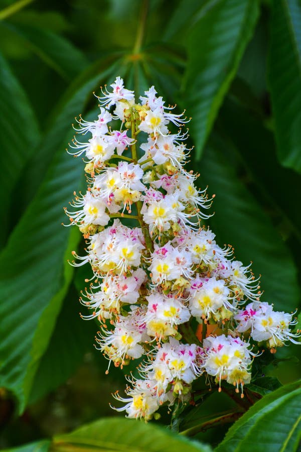 White chestnut flowers close-up photographed against