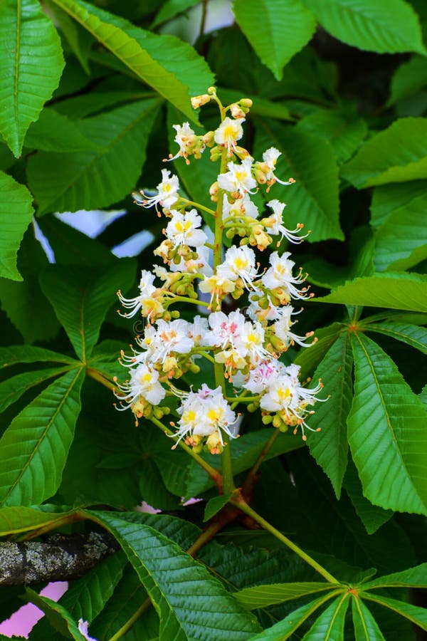 White chestnut flowers close-up photographed against