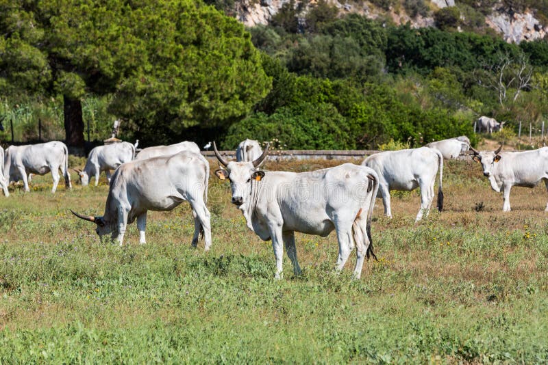White Chianina breed cows on a tuscan field in Italy royalty free stock images
