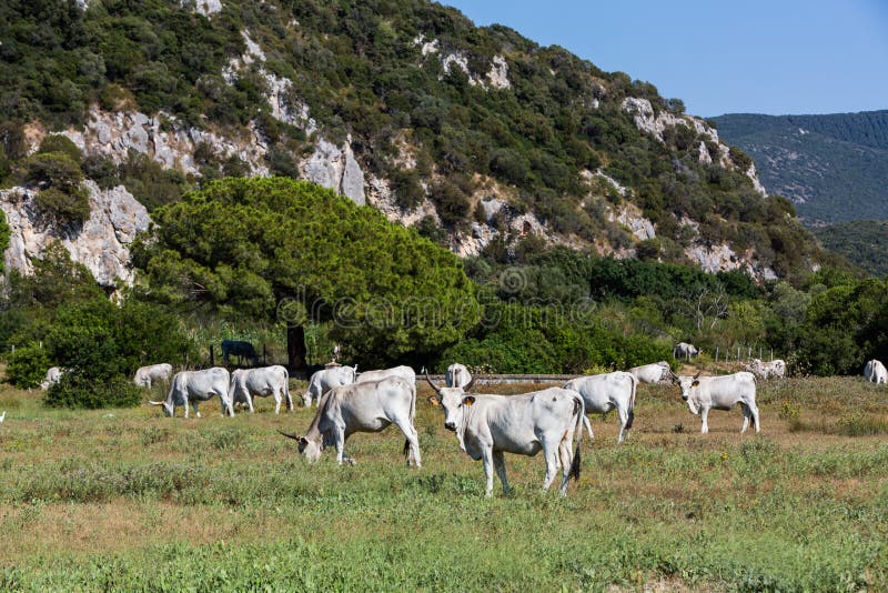 White Chianina breed cows on a tuscan field in Italy royalty free stock images
