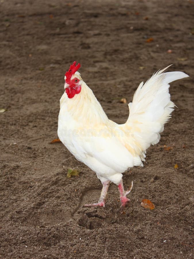 Bianco di Pollo in una Fattoria.