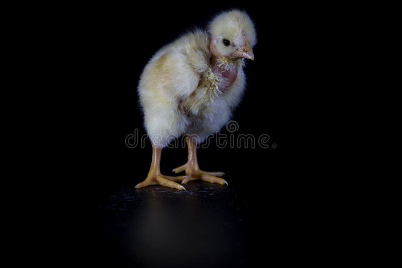 White chicken on a black background. Selective focus. White chicken on a black background. Selective focus