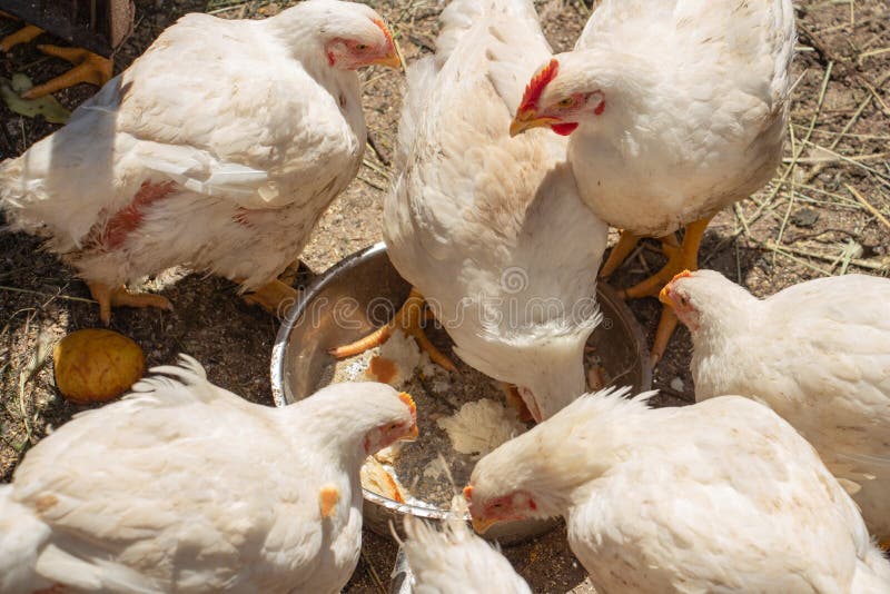 White Chicken Broilers in the Barnyard Eating Bread, Farm Poultry Stock