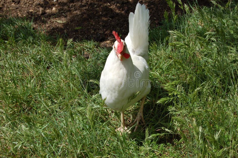White chicken. stock image. Image of hens, fowl, livestock - 184726529