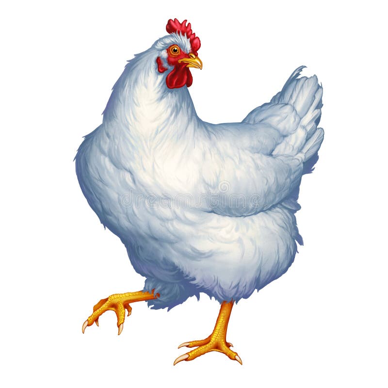 White Chicken Cartoon Illustration Stock Illustration - Illustration of ...