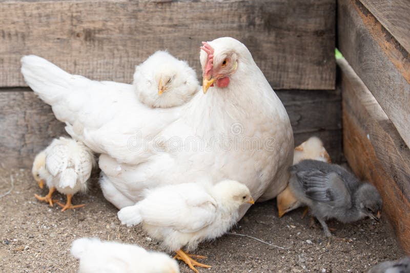 White Chicken and Little Chickens Stock Photo Image of chicken, baby