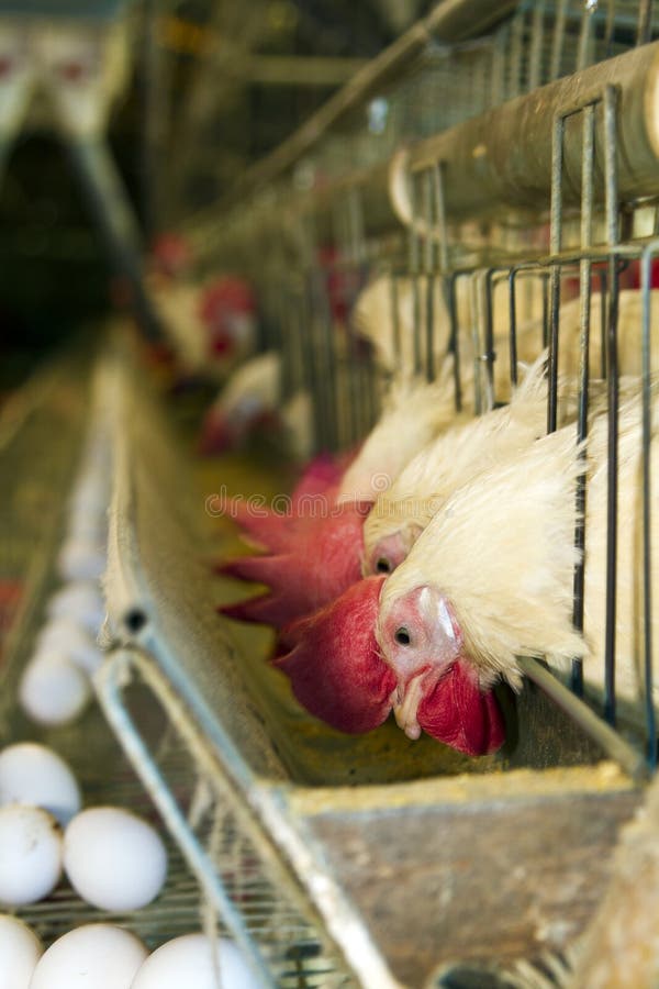Two Chickens are Drinking Water, in a Chicken Farm Stock Image Image
