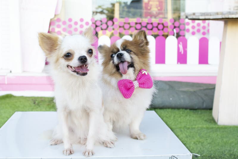 White Chihuahua Dog and Friend Stock Image Image of dogs, group 62048685