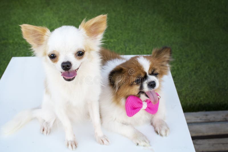 White Chihuahua Dog and Friend Stock Image Image of chihuehue