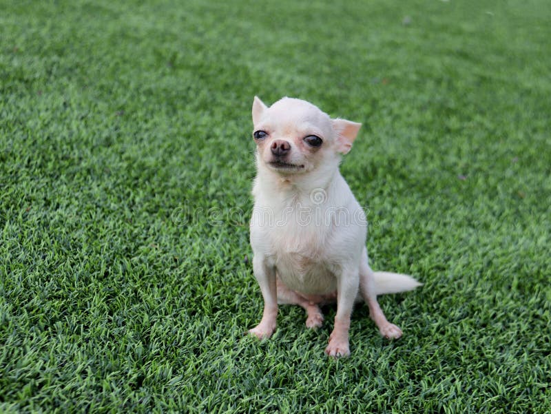 white chihuahua blue eyes