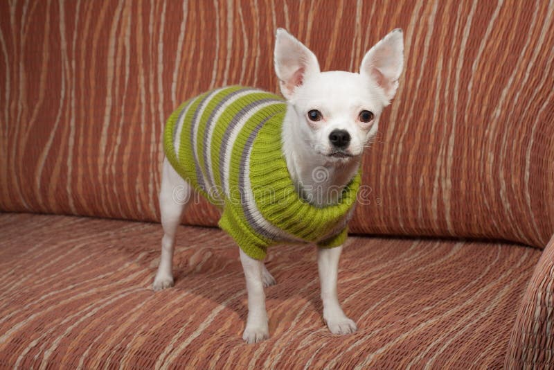 Chihuahua, 2 Years Old, Dressed Stock Image Image of