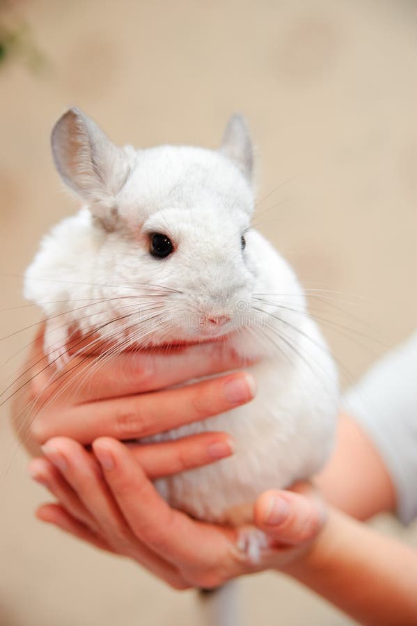 White chinchilla stock photo. Image of domestic, lifting 14656612