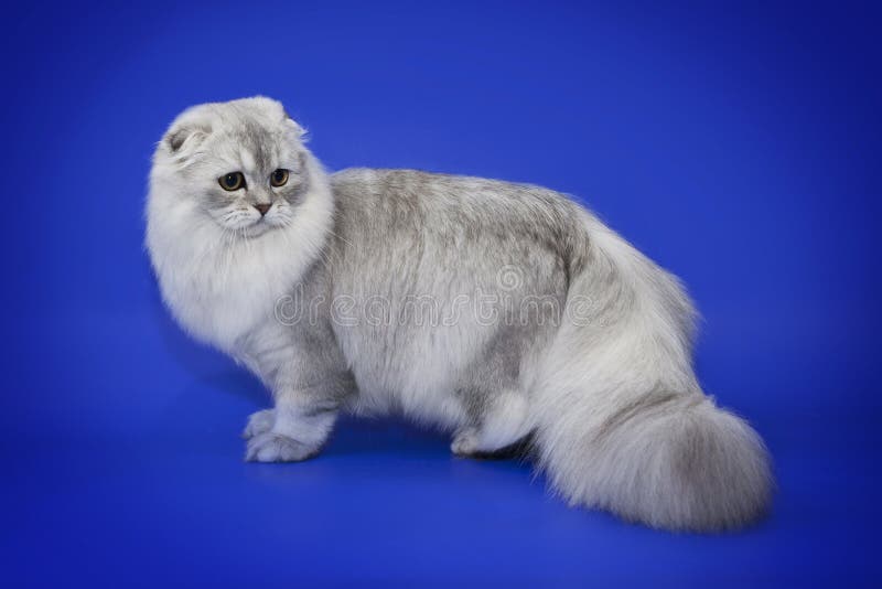 White Chinchillas Cat on a Blue Background Stock Photo Image of black