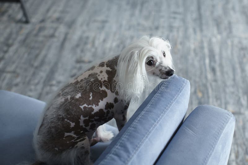 are chinese crested dogs good with cats