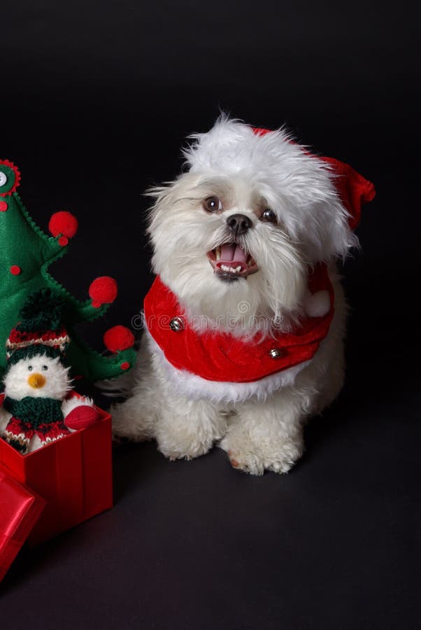 426 White Maltese Christmas Dog Photos - Free & Royalty-Free Stock ...