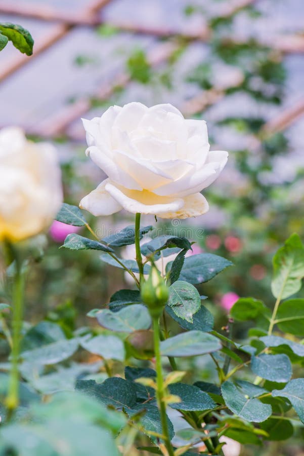 White Christmas Rose Or White Rose In Garden Stock Image Image of fragrant, beautiful 220124617
