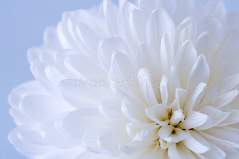 white chrysanthemum novel white chrysanthemum novel