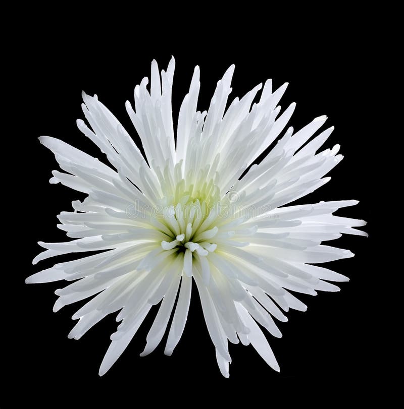 White Chrysanthemum. stock image. Image of bouquet, spring 18630603