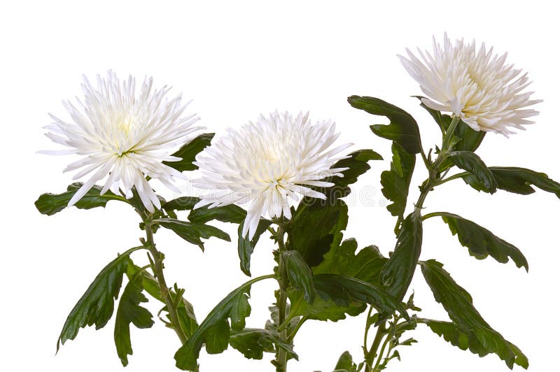 White chrysanthemum