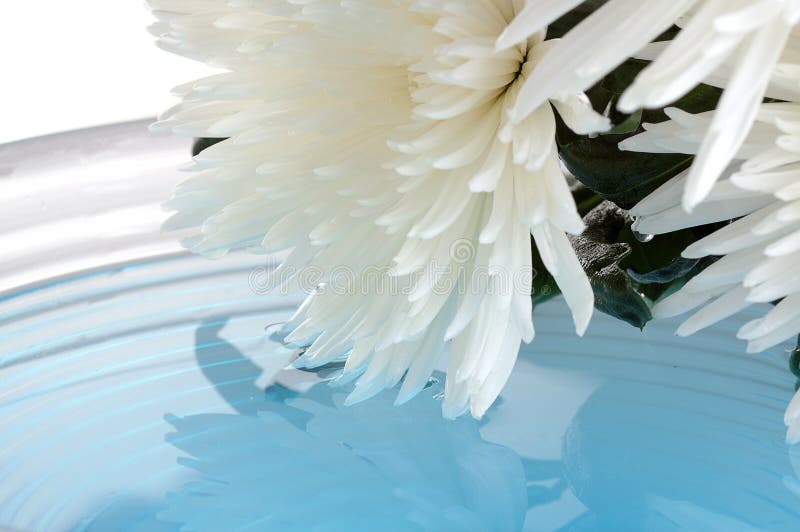 White chrysanthemum