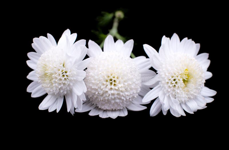 White chrysanthemum