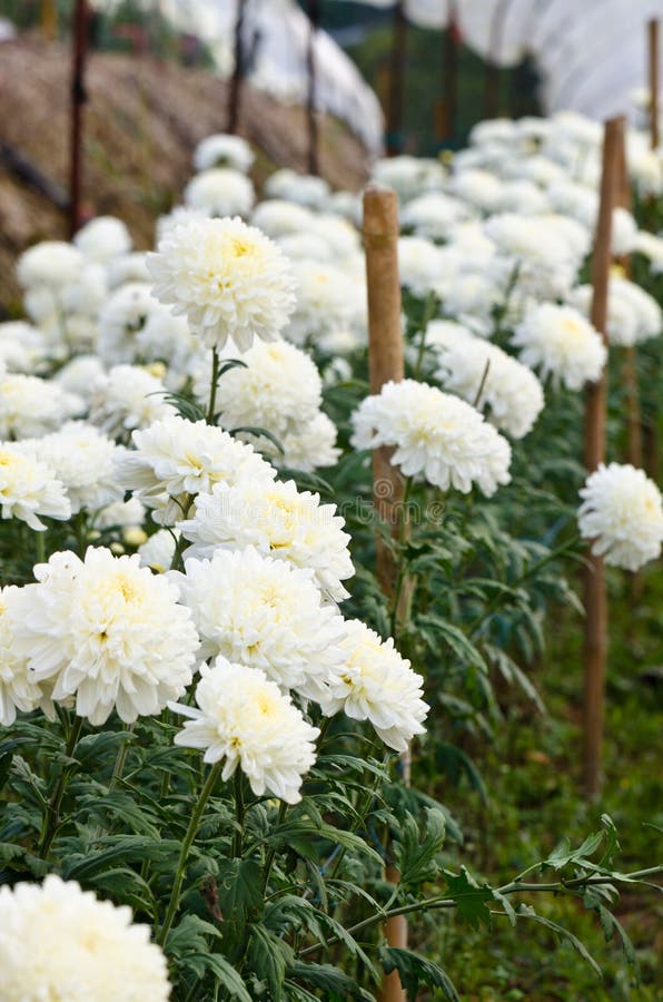 Chrysanthemum farm stock image. Image of grown, industry 59250139