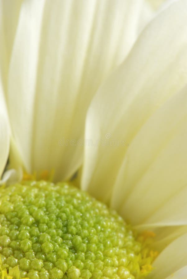 White chrysanthemum flower macro background