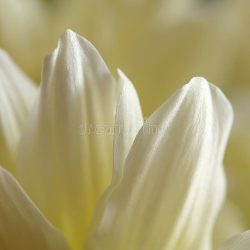 White chrysanthemum flower macro background